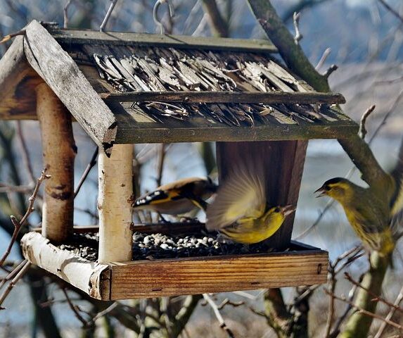 Vogelfutterhӓuser